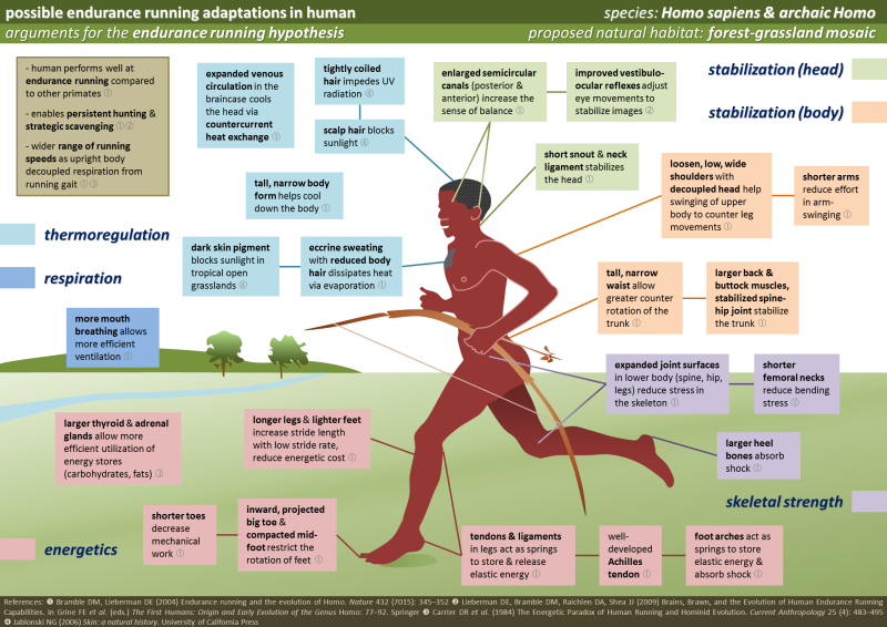 Human Running Adaptations